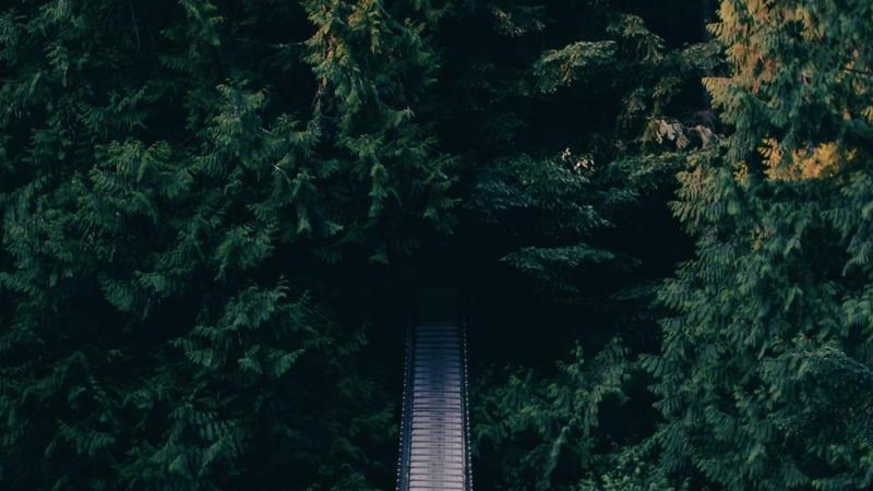 How Starlink Is Closing the Connectivity Gap Across the Pacific